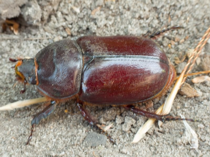 Oryctes nasicornis